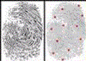 analyse empreinte digitale